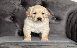 Golden Retriever dogs for sale: Beautiful golden retriever puppies for sale  - Image 10