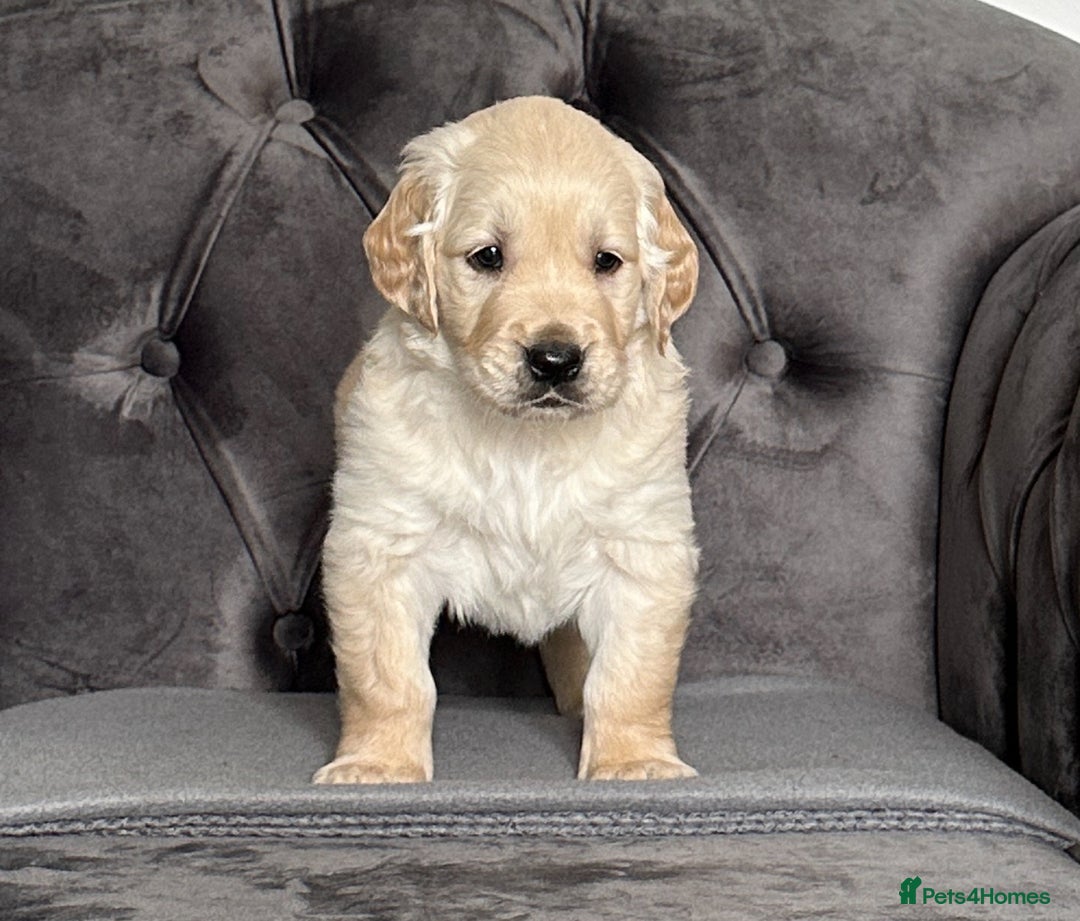 Golden Retriever dogs for sale: Beautiful golden retriever puppies for sale  - Image 10
