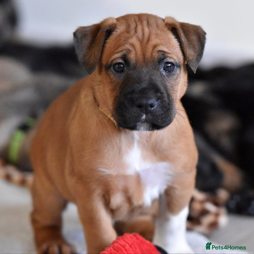 Mixed Breed dogs for sale: Bullherders top working lines  - Advert 7