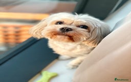 Cavapoo dogs for sale: Rehoming Adorable Cavapoo Girl - Image 2