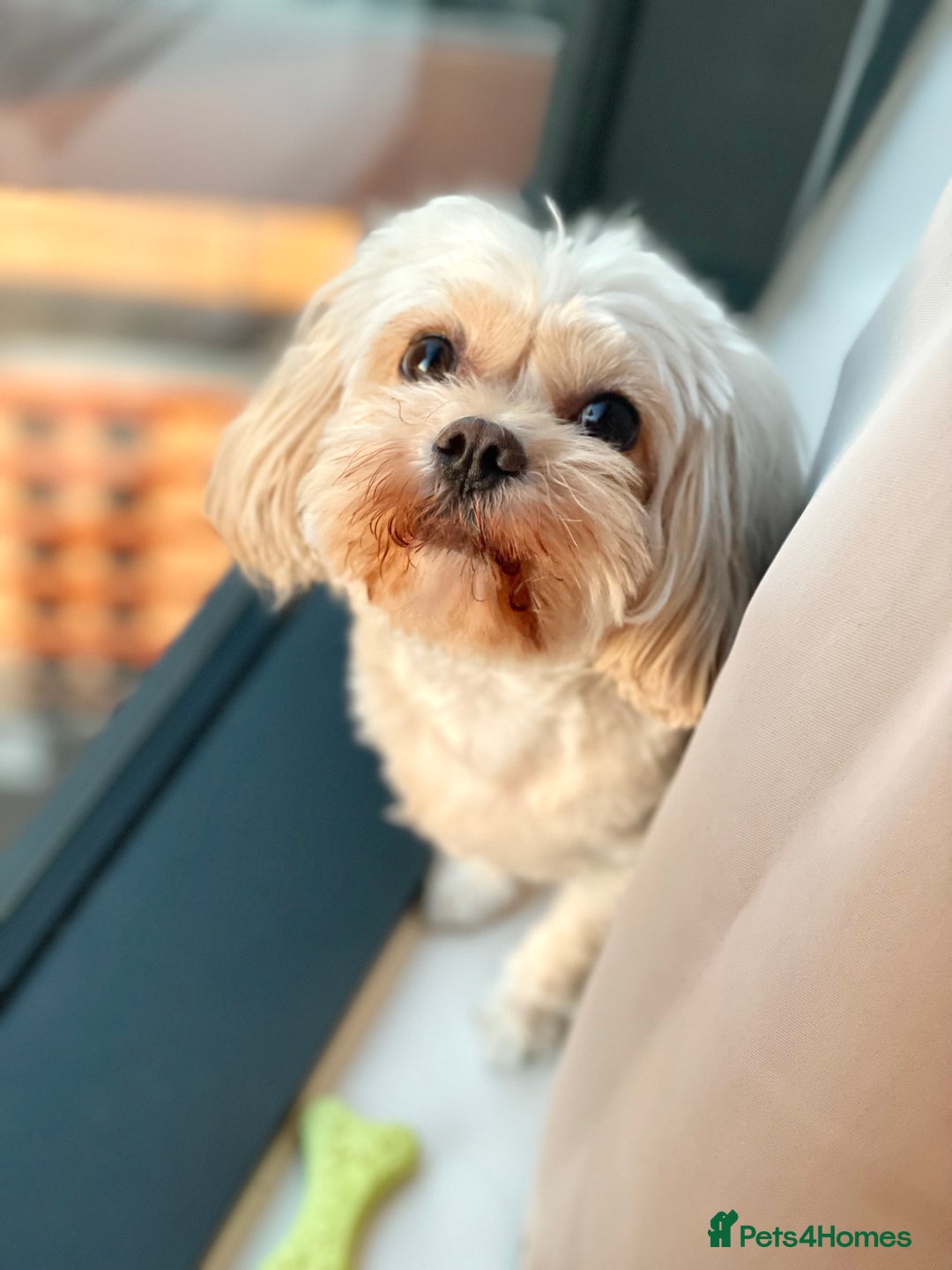 Cavapoo dogs for sale: Rehoming Adorable Cavapoo Girl - Image 2