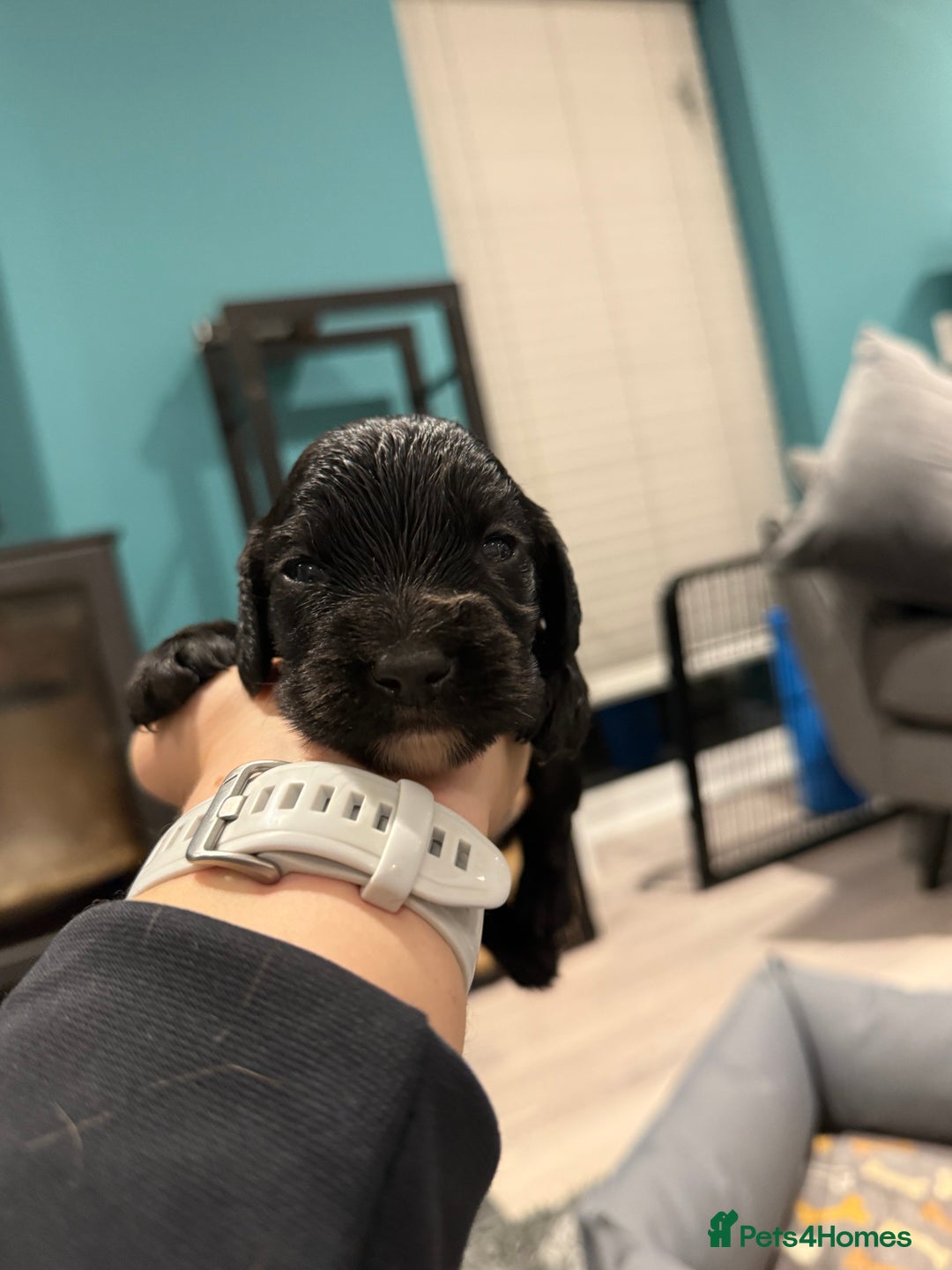 Cocker Spaniel dogs for sale: Gorgeous kc working cocker spaniel puppy - Advert 6