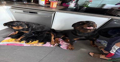 Rottweiler dogs - Advert 2