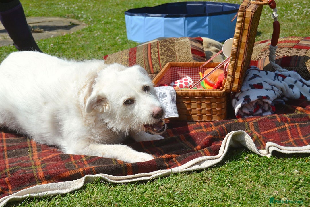 Mixed Breed dogs for adoption: Poppy Popz in Barrow-upon-Humber - Image 30