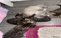 Mixed Breed cats for sale: Half bengals  - Image 19