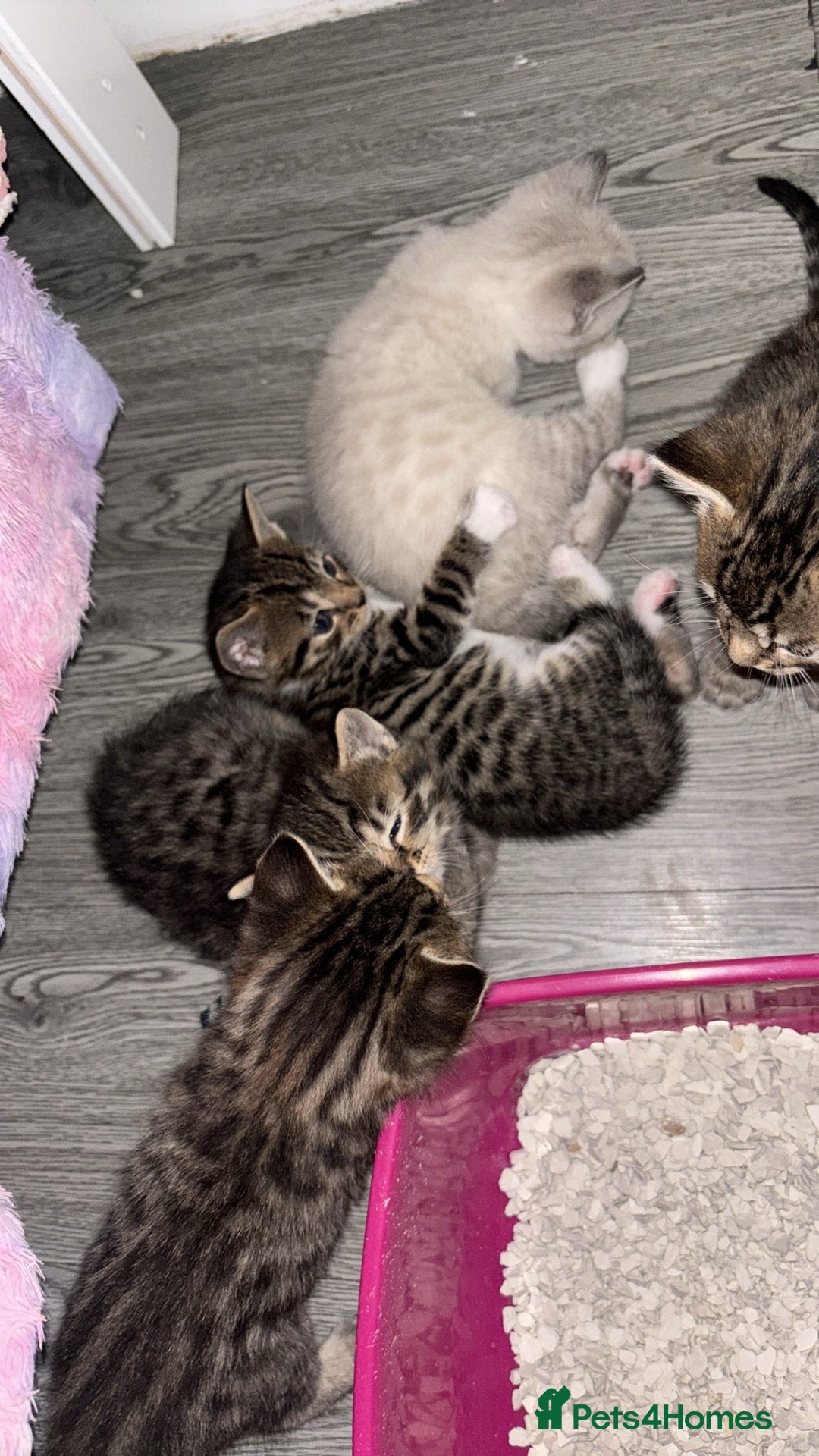 Mixed Breed cats for sale: Half bengals  - Image 19