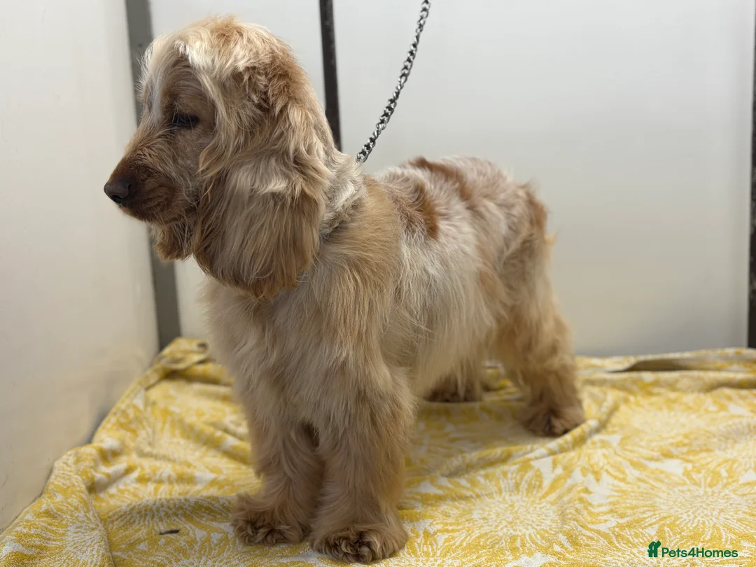 Cocker Spaniel dogs for sale: Show cocker spaniel girl - Advert 2