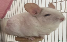 Chinchilla rodents for sale: 2 Female Chinchillas and Full set up!  - Image 25