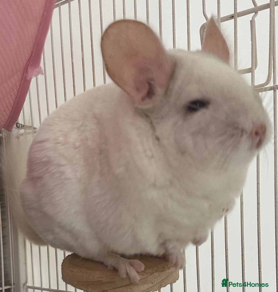 Chinchilla rodents for sale: 2 Female Chinchillas and Full set up!  - Image 25