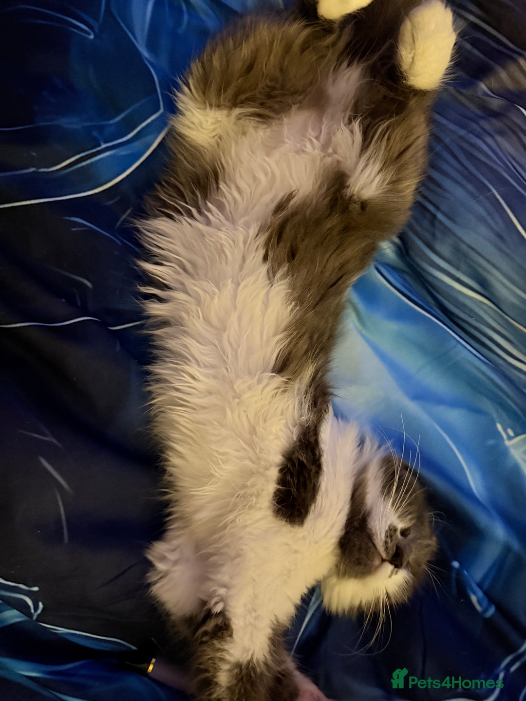 Ragdoll cats for sale: Beautiful Ragdoll girl  - Image 6