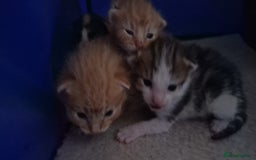 Mixed Breed cats for sale: 6 beautiful kittens  - Advert 2