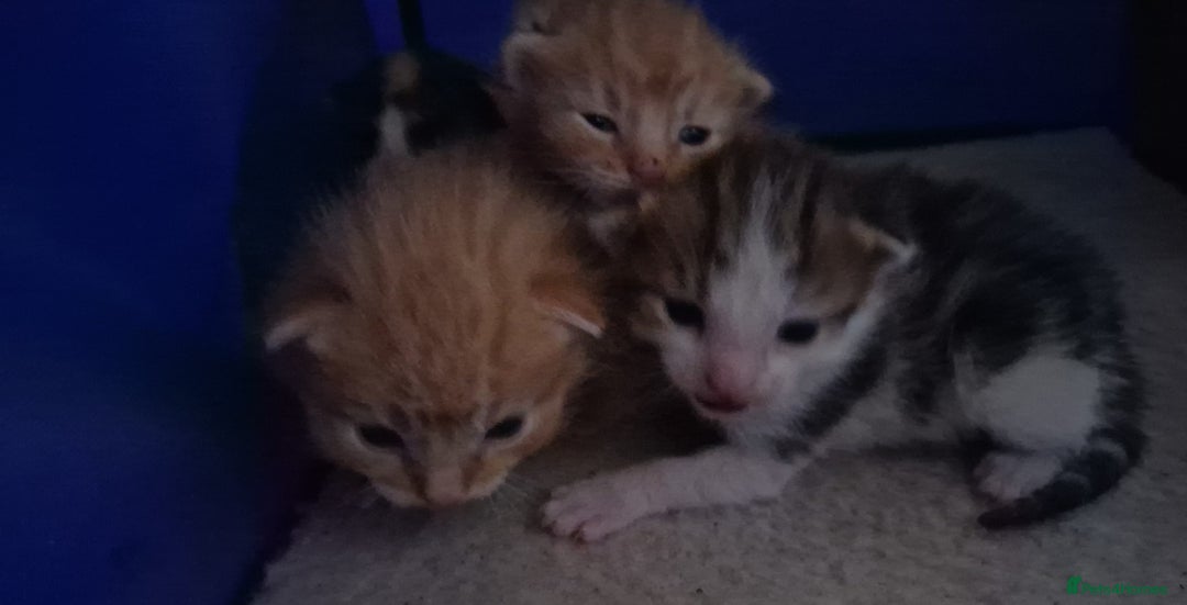 Mixed Breed cats for sale: 6 beautiful kittens  - Advert 2