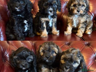 Cavapoo dogs F1 cavapoo stunning unusual colours - Advert 11