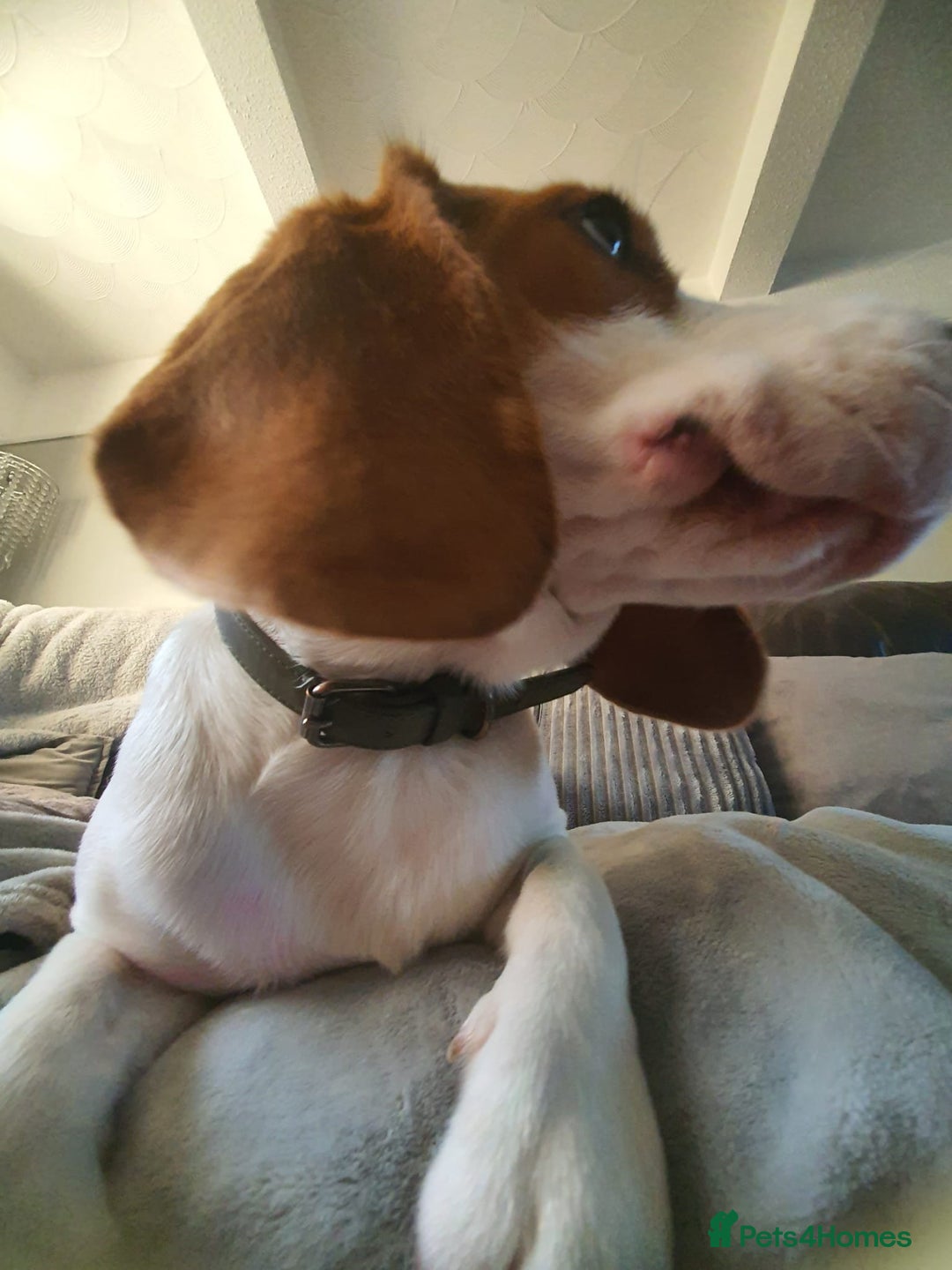 Beagle dogs for sale: Barnie - Advert 3