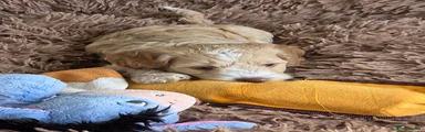 Cockapoo Puppy 6