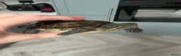 Terrapin reptiles for sale: 2x diamondback terrapins & juwel tank setup - Advert 3
