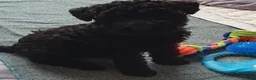 Kerry Blue Terrier dogs for sale: Kerry blue terrier puppies - Advert 25