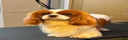 Cavalier King Charles Spaniel dogs for stud: KC Registered Health Tested Proven Stud Dog  - Advert 2
