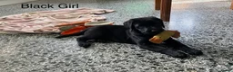 Labrador Retriever dogs for sale: Chunky Labrador Puppies - Advert 16