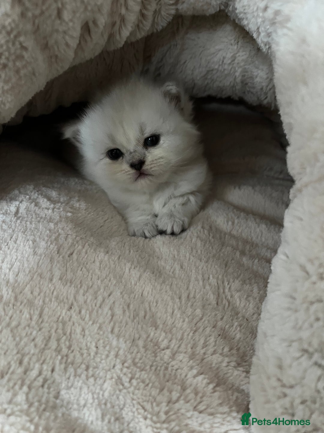 Persian cats for sale: 💕Simply Stunning Blue Point Persians PKD neg 💕 - Advert 4