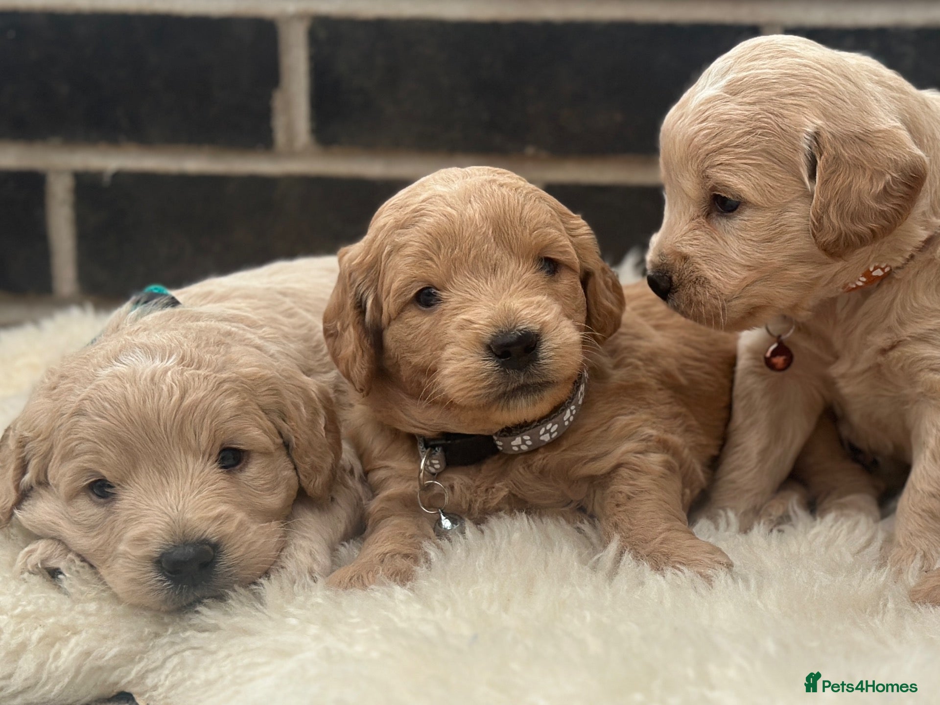 Mini Goldendoodle dogs Beautiful F1 Goldendoodles - Advert 2