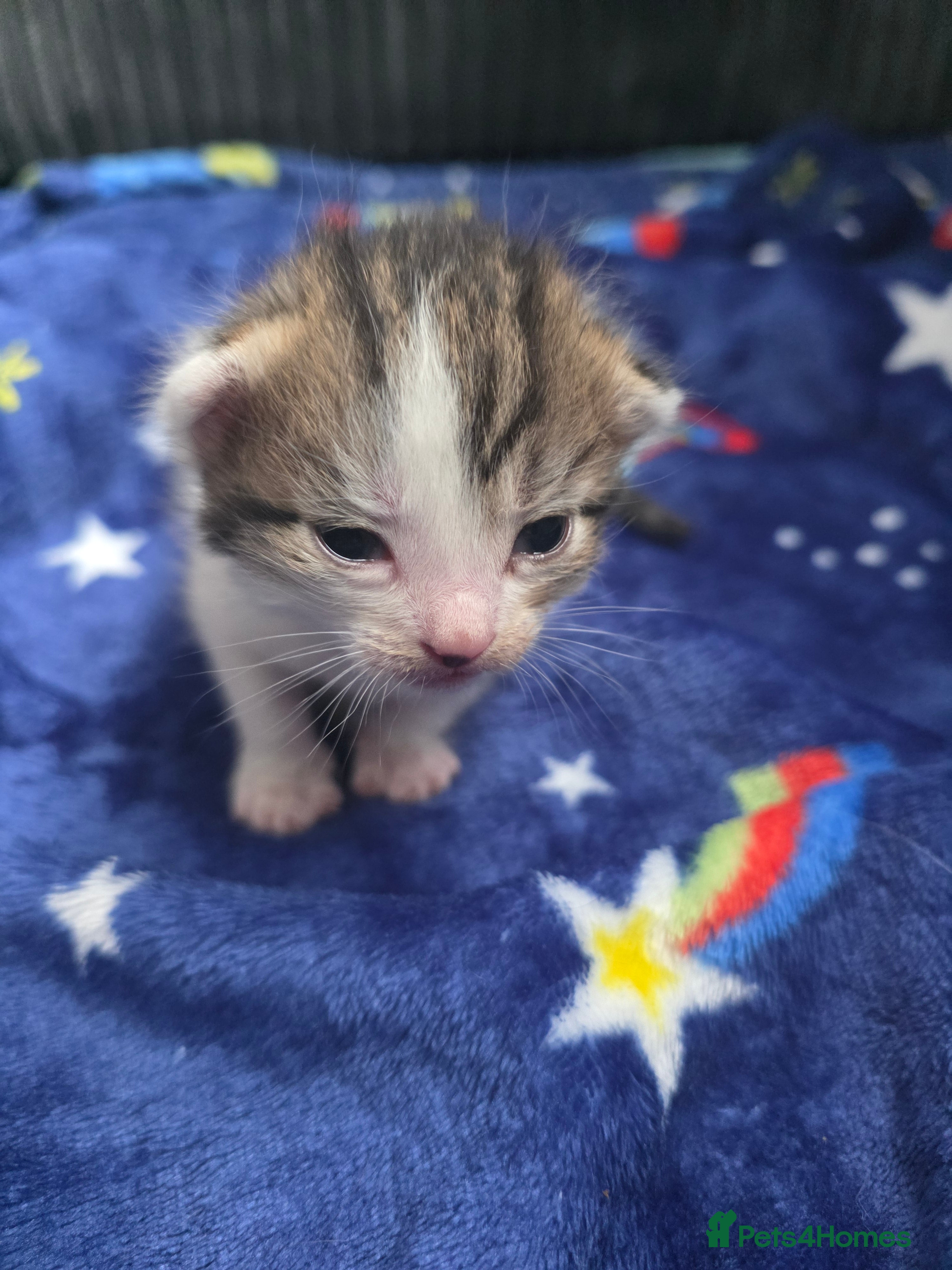 Mixed Breed Kitten 1