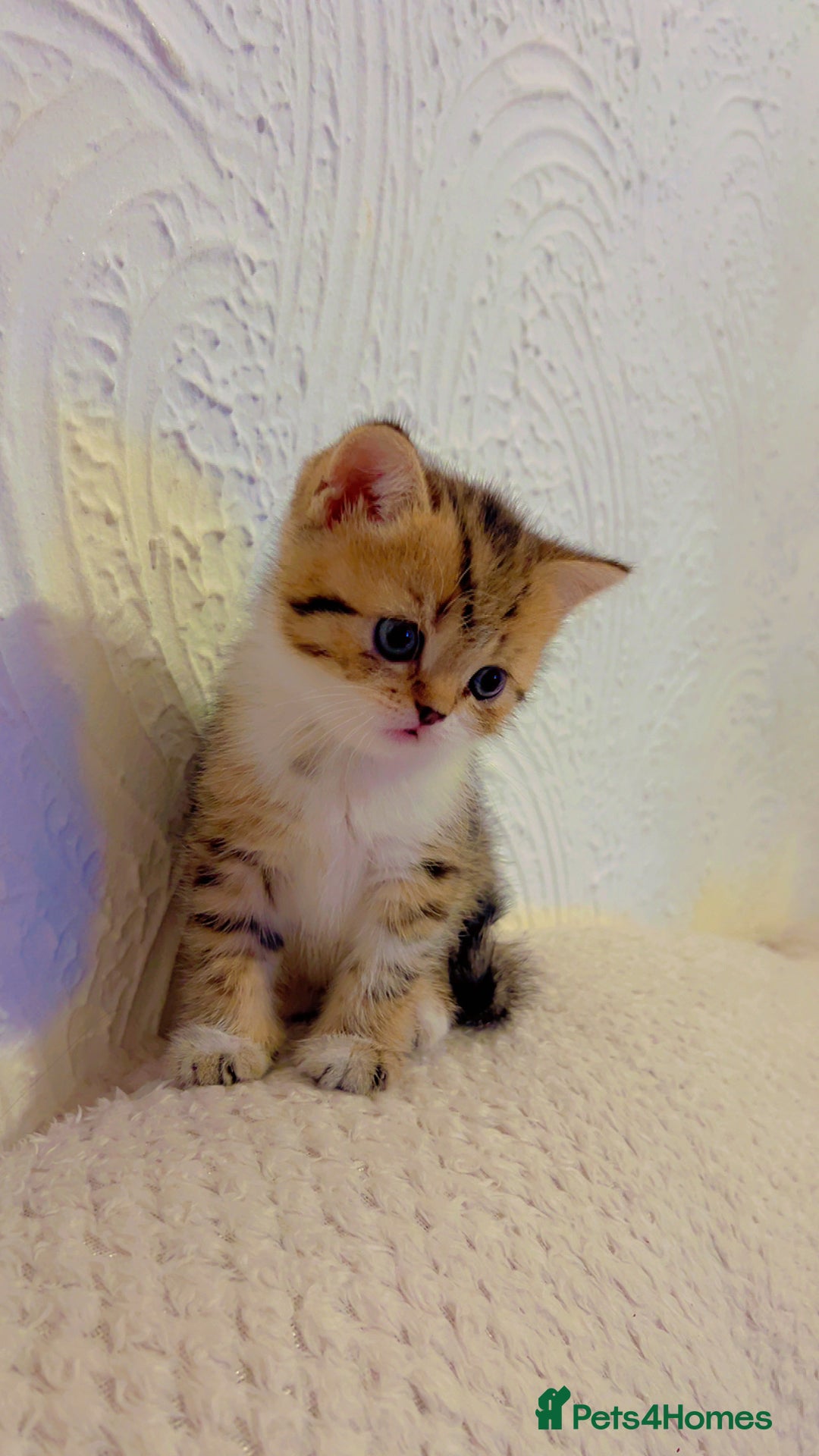 British Shorthair cats for sale: British short hair for sale kitten❤️ - Advert 3