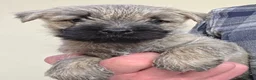 Cairn Terrier dogs for sale: Cairn Terrier Pups - Advert 2