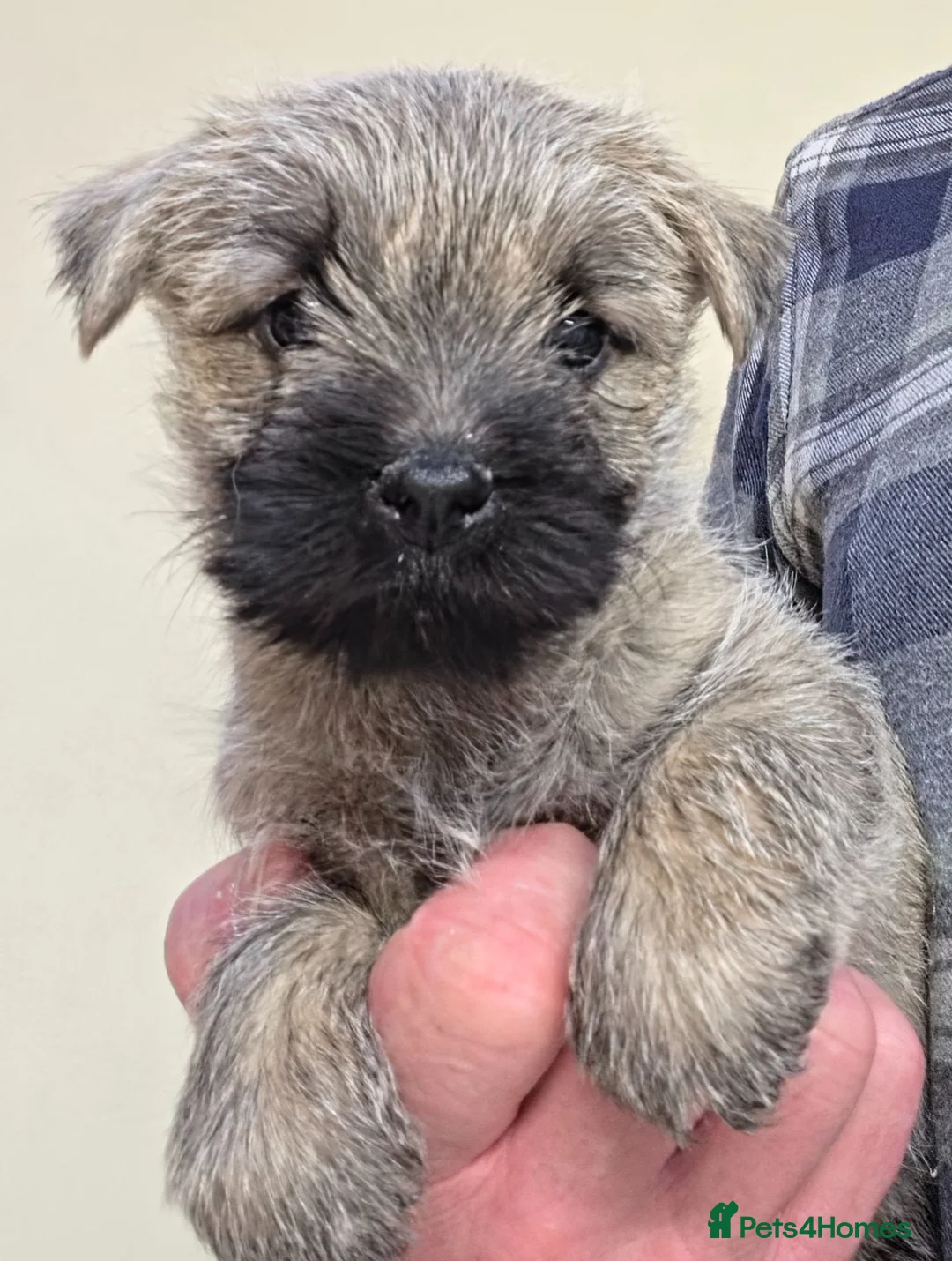 Cairn Terrier dogs for sale: Cairn Terrier Pups - Advert 2