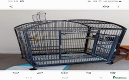 Parrots birds for sale: Elderly  amazon parrot - Image 2