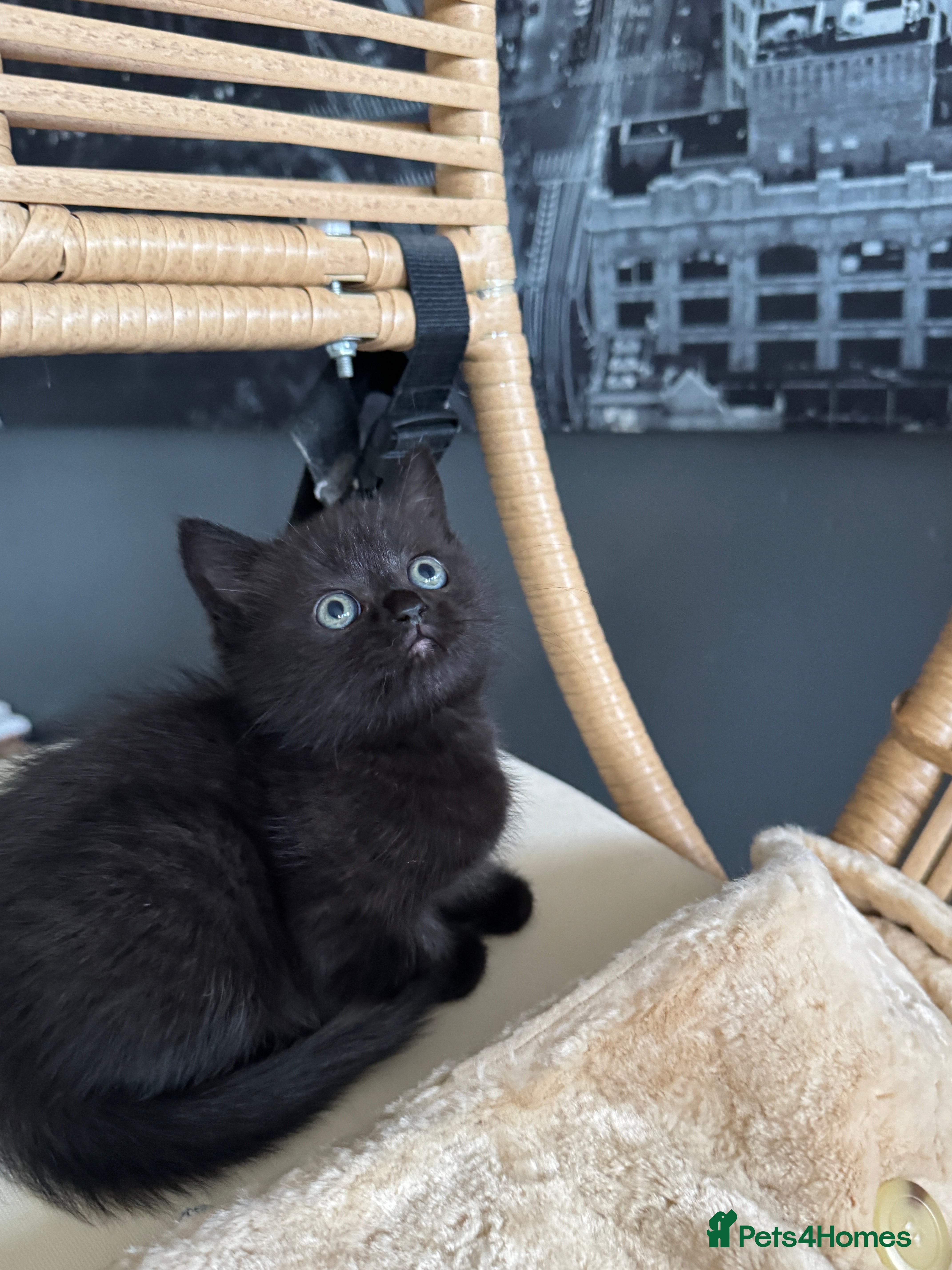 British Shorthair cats 2 Outstanding BSHLitter Chinchilla &Classic Lines) - Advert 5