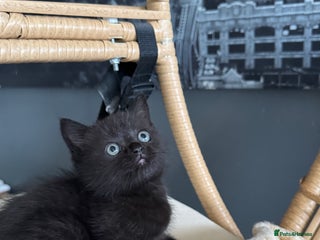 British Shorthair cats 2 Outstanding BSHLitter Chinchilla &Classic Lines) - Advert 13