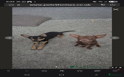 Chihuahua dogs for sale: Chihuahua boys - Image 6