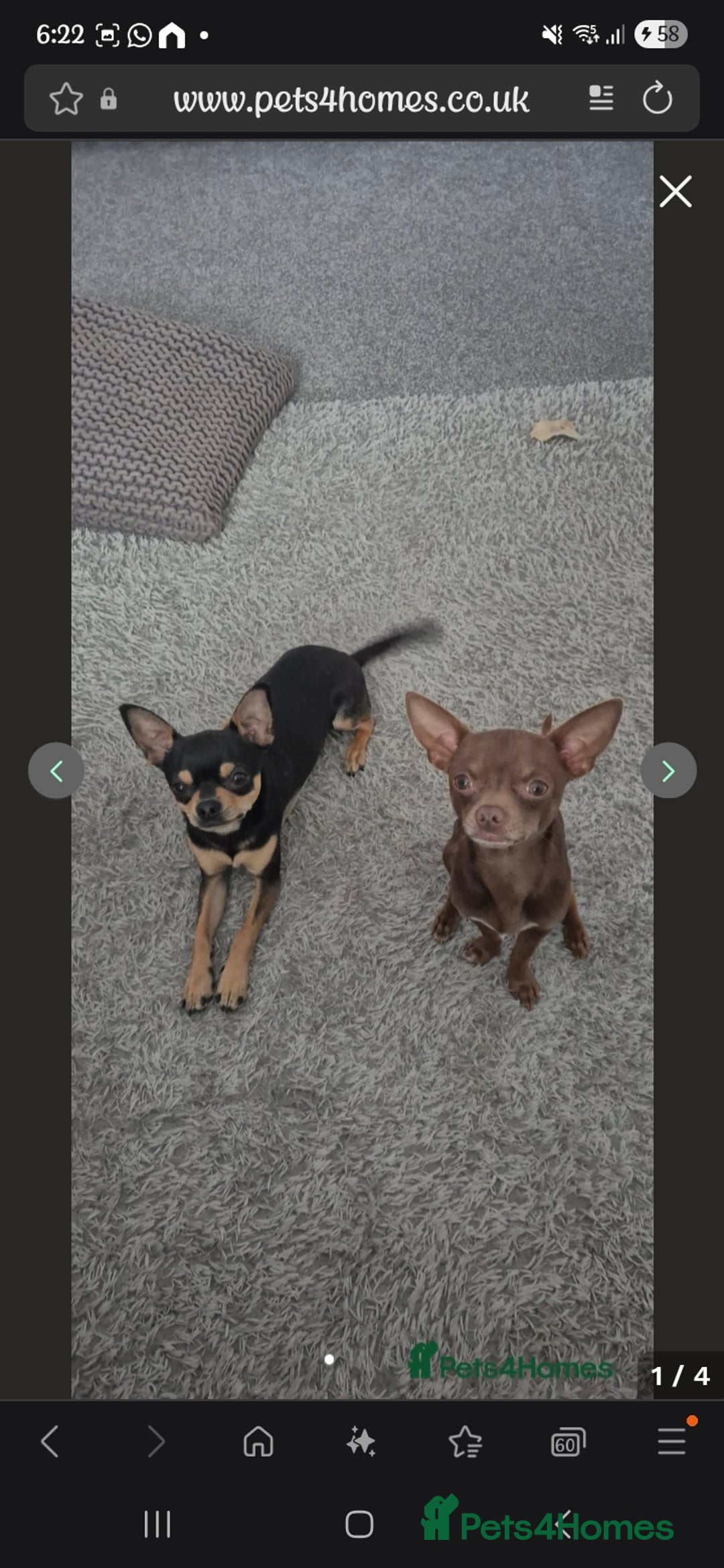 Chihuahua dogs for sale: Chihuahua boys - Image 6