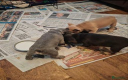 French Bulldog dogs for sale: French bulldogs puppies - Image 4
