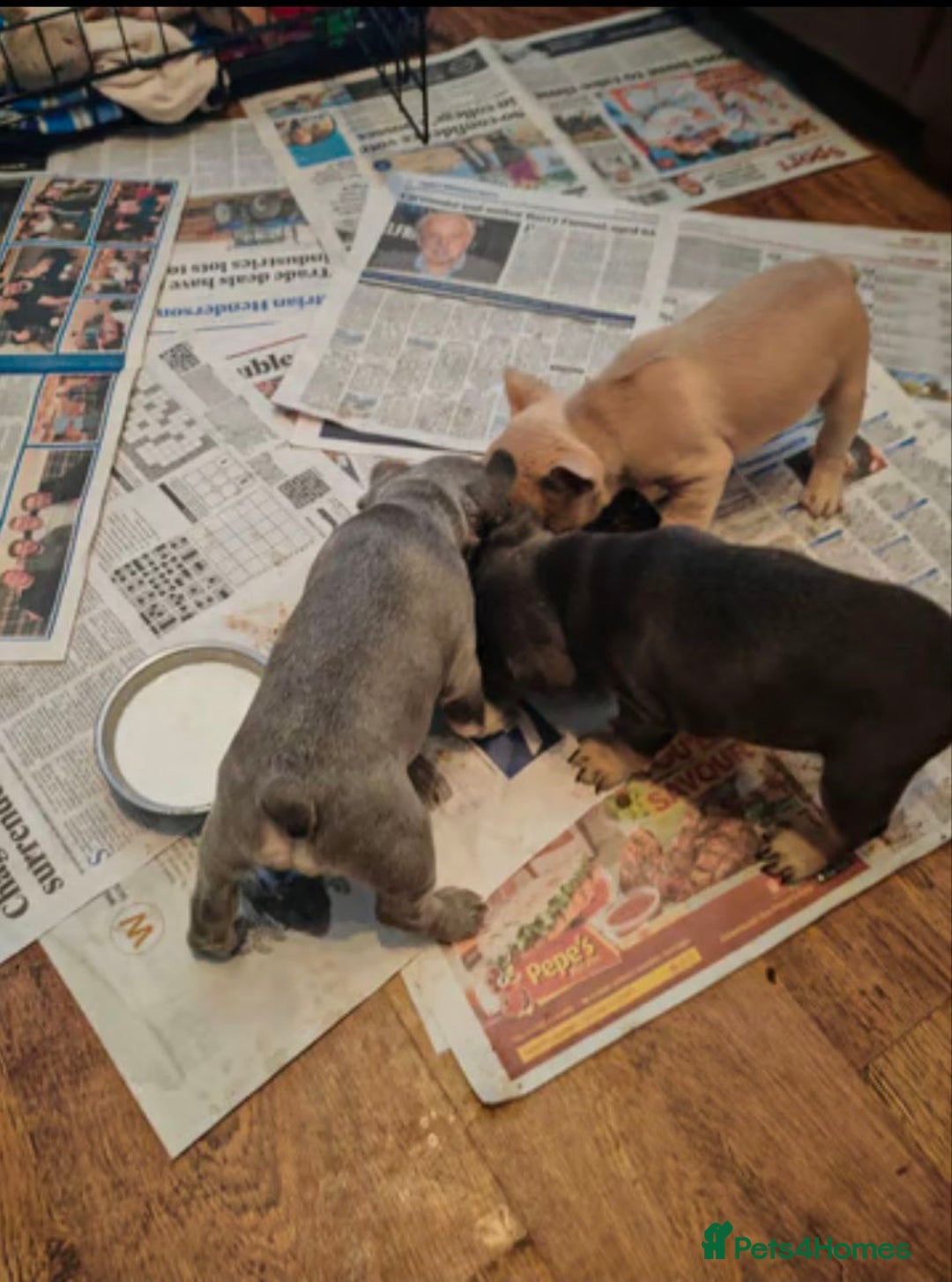 French Bulldog dogs for sale: French bulldogs puppies - Image 4