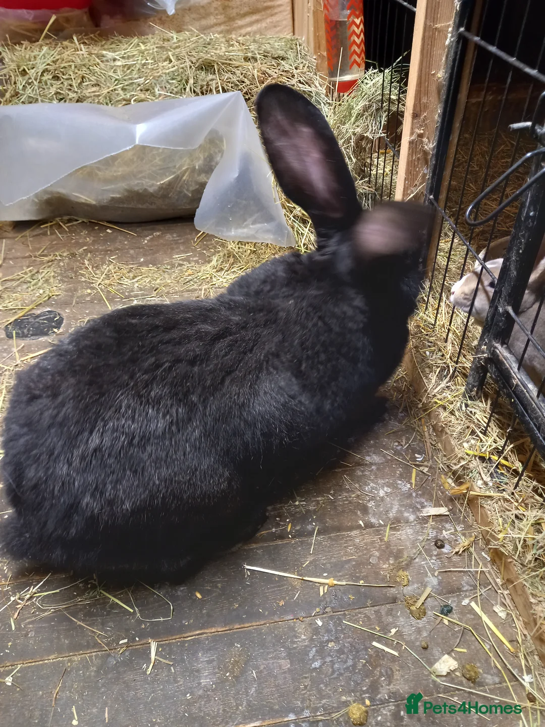 Continental Giant rabbits for sale: Continental giant  - Advert 3