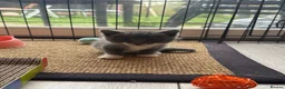 Mixed Breed cats for sale: British Blue x Long Haired Domestic Tabby kittens  - Advert 2
