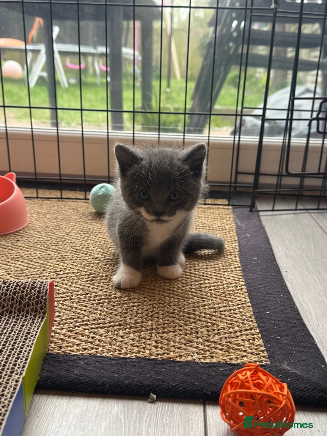 Mixed Breed cats for sale: British Blue x Long Haired Domestic Tabby kittens  - Advert 2