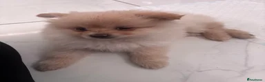 Pomeranian Puppy 1