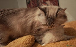 Siberian cats for sale: GCCF TICA 5 generations - Image 2