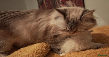 Siberian cats - Advert 13