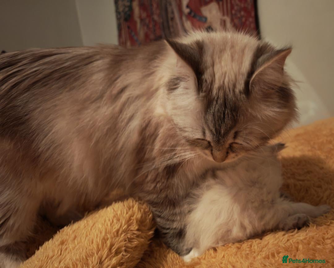Siberian cats for sale: GCCF TICA 5 generations - Image 2