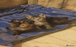 Maine Coon cats for sale: Beautiful Mainecoon X  9 kittens  - Image 36