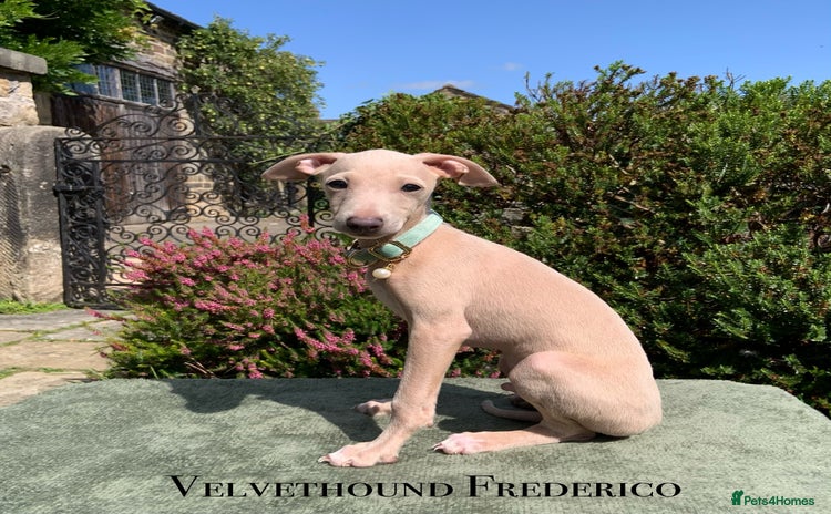 Italian Greyhound dogs in Leeds - Advert 5