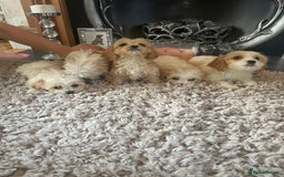 Cavapoo dogs for sale: Beautiful Cavapoo pups - Image 4