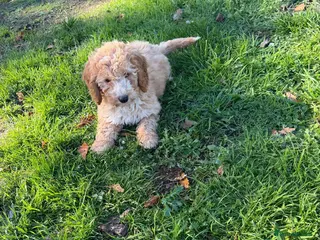 Cockapoo dogs Cockapoo puppies all vet checked - Advert 1