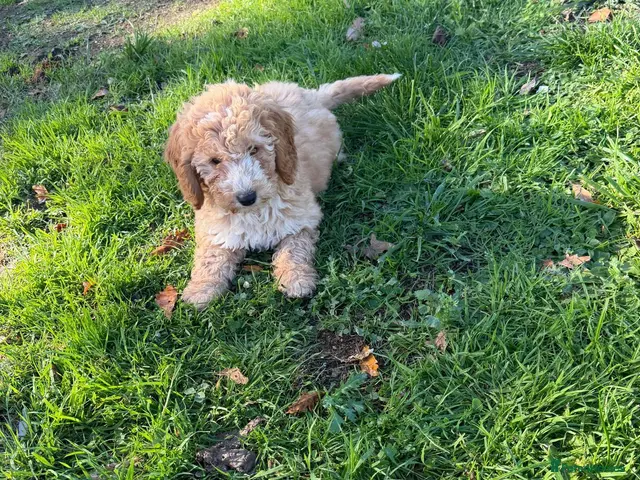 Cockapoo dogs Cockapoo puppies all vet checked - Advert 12