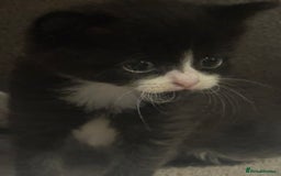 Mixed Breed cats for sale: 5 beautiful kittens mother part ragdoll - Image 20