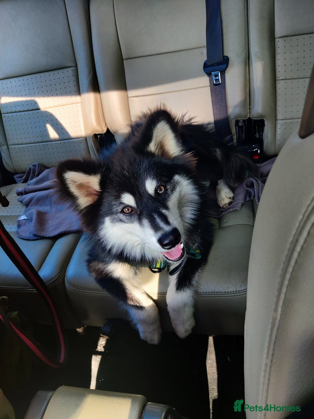 Pomsky dogs for sale: 8 month Pomsky - Image 6
